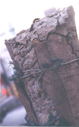 CITY TREE - 1995 - bark, cement, green fishing net - height 90 cm. Sacrificed to the city  